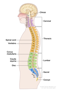 l1 vertebrae location