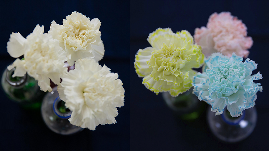 Color Changing Flowers Science Experiment - Fun with Mama